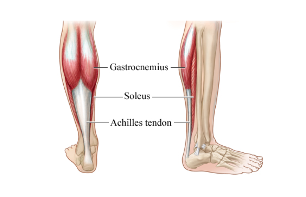 anatomical-diagram-of-the-calf-muscles-and-achilles-tendon