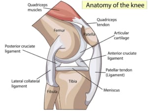 anatomy-of-the-knee-annotated-diagram-jumpers-knee