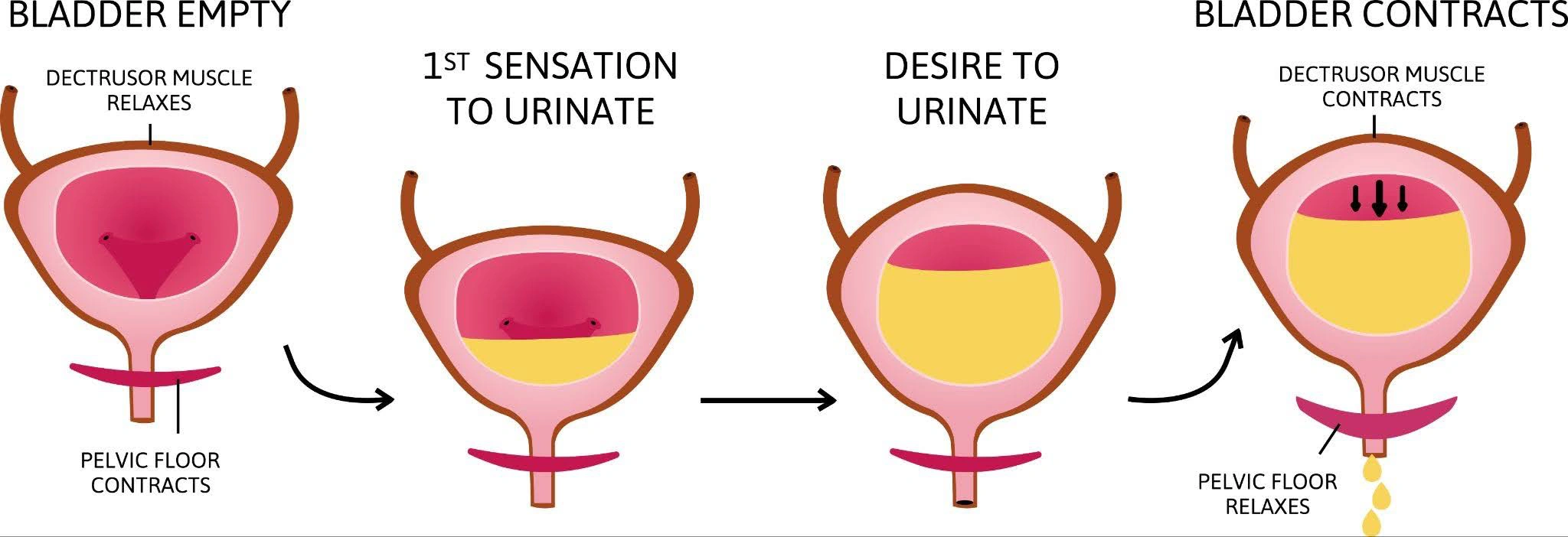 Pelvic Floor and bladder stages