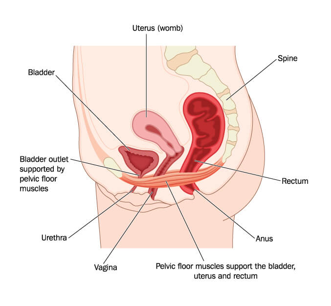 Female pelvic floor | Complete Physio