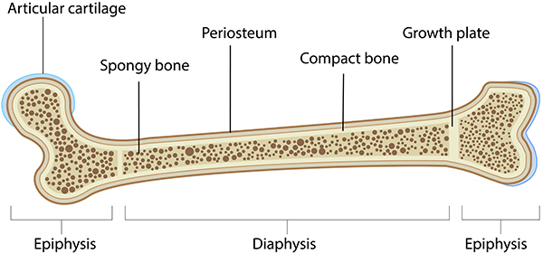 bone anatomy labeled diagram
