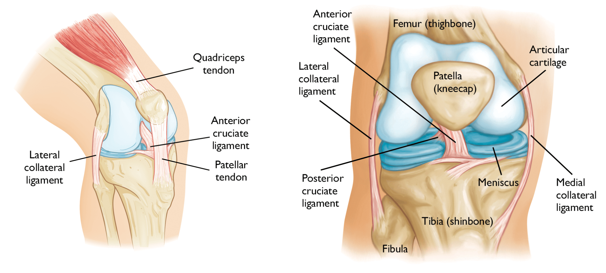Anatomy of Knee osteoarthritis