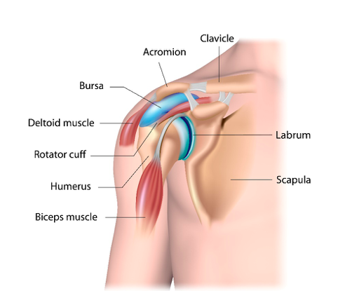 What is tendonitis on sale in the shoulder