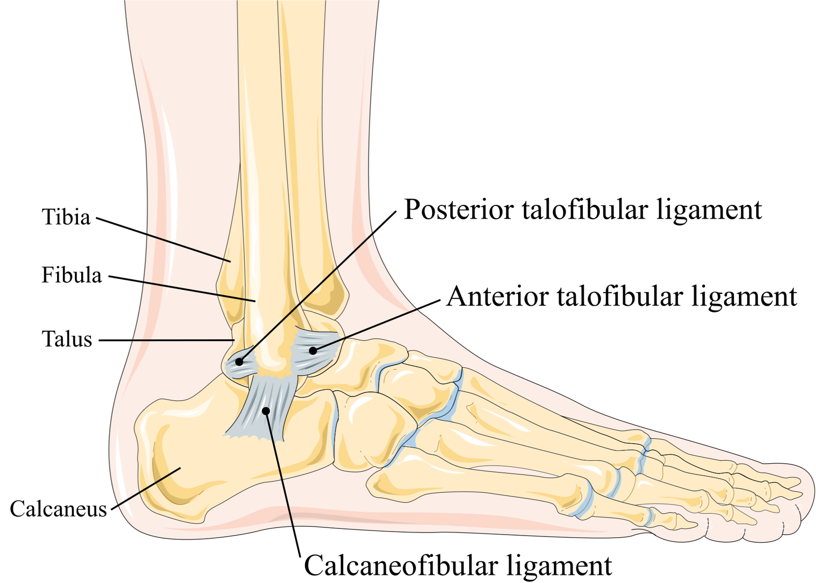 Lateral Ankle Sprain Complete Physio Lateral Ankle Sprain Complete Physio