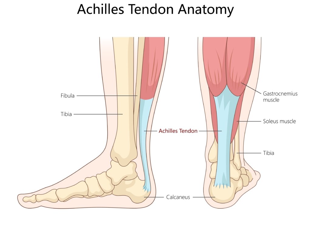 Achilles Tendon Anatomy