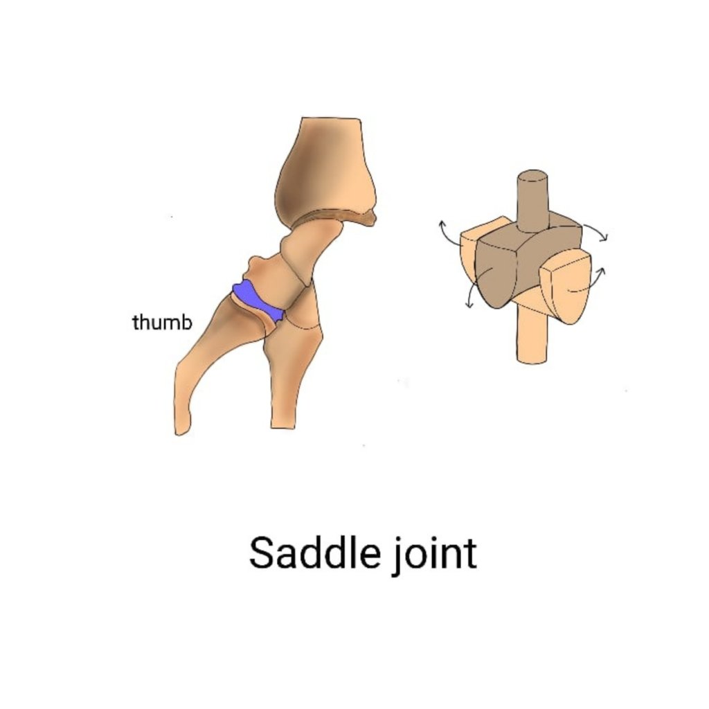 Thumb Saddle Joint Thumb Saddle Joint