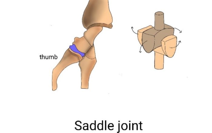 Thumb Saddle Joint
