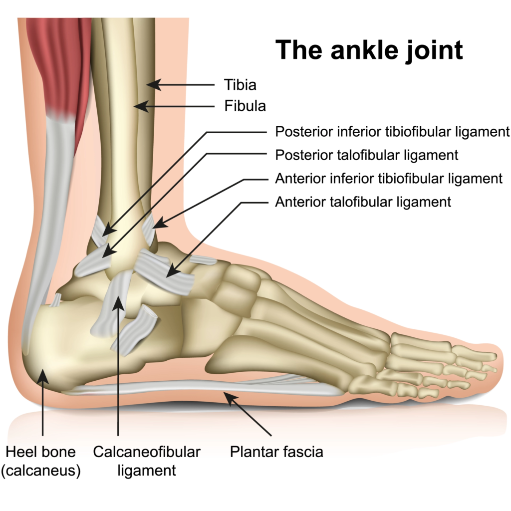 The Ankle Joint