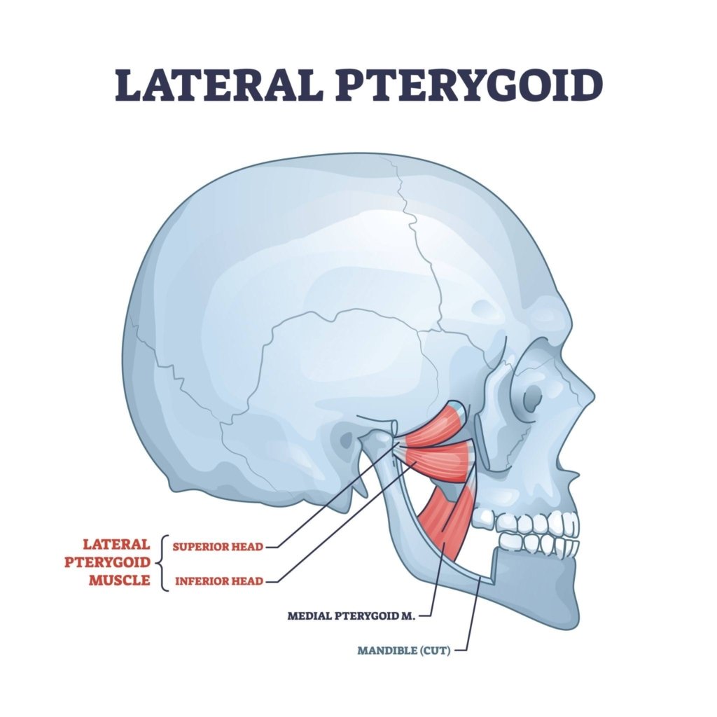 Lateral Pterygoid