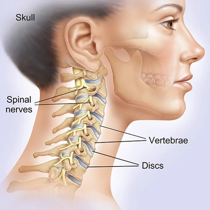 Skull & Vertebrae